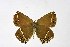  ( - DNAwthSatyrium187)  @11 [ ] copyright (2023) Wolfgang tenHagen Unspecified