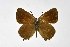  ( - DNAwthSatyrium196)  @11 [ ] copyright (2023) Wolfgang tenHagen Unspecified