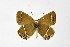  ( - DNAwthSatyrium197)  @11 [ ] copyright (2023) Wolfgang tenHagen Unspecified