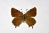  ( - DNAwthSatyrium200)  @11 [ ] copyright (2023) Wolfgang tenHagen Unspecified