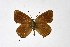  ( - DNAwthSatyrium202)  @11 [ ] copyright (2023) Wolfgang tenHagen Unspecified