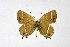  ( - DNAwthSatyrium202)  @11 [ ] copyright (2023) Wolfgang tenHagen Unspecified