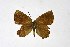  ( - DNAwthSatyrium203)  @11 [ ] copyright (2023) Wolfgang tenHagen Unspecified