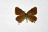  ( - DNAwthSatyrium206)  @11 [ ] copyright (2023) Wolfgang tenHagen Unspecified