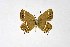  ( - DNAwthSatyrium206)  @11 [ ] copyright (2023) Wolfgang tenHagen Unspecified