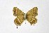  ( - DNAwthSatyrium208)  @11 [ ] copyright (2023) Wolfgang tenHagen Unspecified