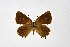  ( - DNAwthSatyrium209)  @11 [ ] copyright (2023) Wolfgang tenHagen Unspecified