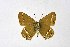  ( - DNAwthSatyrium210)  @11 [ ] copyright (2023) Wolfgang tenHagen Unspecified