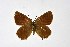  ( - DNAwthSatyrium211)  @11 [ ] copyright (2023) Wolfgang tenHagen Unspecified