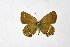  ( - DNAwthSatyrium217)  @11 [ ] copyright (2023) Wolfgang tenHagen Unspecified