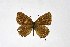  ( - DNAwthSatyrium231)  @11 [ ] copyright (2023) Wolfgang tenHagen Unspecified