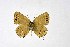  ( - DNAwthSatyrium231)  @11 [ ] copyright (2023) Wolfgang tenHagen Unspecified