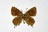  ( - DNAwthSatyrium232)  @11 [ ] copyright (2023) Wolfgang tenHagen Unspecified