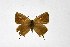  ( - DNAwthSatyrium234)  @11 [ ] copyright (2023) Wolfgang tenHagen Unspecified