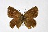  ( - DNAwthSatyrium242)  @11 [ ] Copyright (2023) Unspecified Unspecified