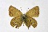  ( - DNAwthSatyrium242)  @11 [ ] Copyright (2023) Unspecified Unspecified