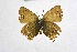  ( - DNAwthSatyrium243)  @11 [ ] Copyright (2023) Unspecified Unspecified