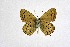  ( - DNAwthSatyrium246)  @11 [ ] Copyright (2023) Unspecified Unspecified