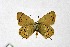  ( - DNAwthSatyrium248)  @11 [ ] Copyright (2023) Unspecified Unspecified