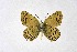  ( - DNAwthSatyrium250)  @11 [ ] Copyright (2023) Unspecified Unspecified