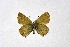  ( - DNAwthSatyrium259)  @11 [ ] Copyright (2023) Unspecified Unspecified