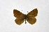  ( - DNAwthSatyrium260)  @11 [ ] Copyright (2023) Unspecified Unspecified