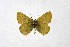  ( - DNAwthSatyrium260)  @11 [ ] Copyright (2023) Unspecified Unspecified