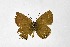  ( - DNAwthSatyrium286)  @11 [ ] Copyright (2023) Unspecified Unspecified