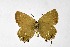  ( - DNAwthSatyrium287)  @11 [ ] Copyright (2023) Unspecified Unspecified