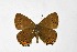  ( - DNAwthSatyrium294)  @11 [ ] Copyright (2023) Unspecified Unspecified