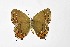  ( - DNAwthSatyrium295)  @11 [ ] Copyright (2023) Unspecified Unspecified