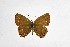  ( - DNAwthSatyrium302)  @11 [ ] Copyright (2023) Unspecified Unspecified