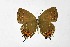  ( - DNAwthSatyrium310)  @11 [ ] Copyright (2023) Unspecified Unspecified