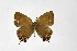  ( - DNAwthSatyrium320)  @11 [ ] Copyright (2023) Unspecified Unspecified