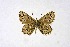  (Pseudophilotes svetlana - DNAwthPseudop002)  @11 [ ] Copyright (2024) Wolfgang ten Hagen Unspecified