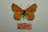  (Melitaea jitka - ARNY-0513-001)  @11 [ ] Copyright (2021) Alireza Naderi Unspecified