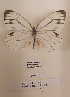  (Pieris extensa - MNHVI-04)  @11 [ ] Copyright (2024) Natural History Museum Vienna, Research Collection Unspecified