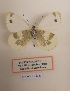  ( - MNHVI-08)  @11 [ ] Copyright (2024) Natural History Museum Vienna, Research Collection Unspecified