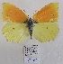  (Gonepteryx maderensis - SBG71)  @11 [ ] Copyright (2024) Haus der Natur, Salzburg Unspecified