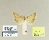  ( - HA-Pyr-001)  @11 [ ] Copyright (2023) Hayk Mirzayans Insect Museum HMIM