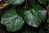  (Bauhinia thonningii - OM3503)  @11 [ ] CreativeCommons - Attribution Non-Commercial Share-Alike (2011) Olivier Maurin University of Johannesburg