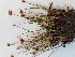  (Juncus triglumis ssp. albescens - BOT-CHARS-0565)  @11 [ ] CreativeCommons - Attribution (2019) Unspecified Centre for Biodiversity Genomics