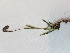  (Silene uralensis ssp. uralensis - BOT-CHARS-0571)  @11 [ ] CreativeCommons - Attribution (2019) Unspecified Centre for Biodiversity Genomics