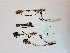  (Pedicularis sudetica ssp. albolabiata - BOT-CHARS-0592)  @11 [ ] CreativeCommons - Attribution (2019) Unspecified Centre for Biodiversity Genomics