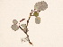  ( - BOT-CHARS-0026)  @11 [ ] CreativeCommons - Attribution (2019) CBG Photography Group Centre for Biodiversity Genomics