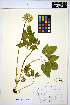  (Angelica dawsonii - HERB0019)  @11 [ ] CreativeCommons - Attribution Non-Commercial Share-Alike (2013) Unspecified UBC Herbarium