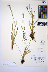  (Sisyrinchium littorale - HERB0425)  @11 [ ] CreativeCommons - Attribution Non-Commercial Share-Alike (2013) Unspecified UBC Herbarium