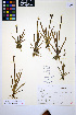  (Sisyrinchium californicum - HERB0423)  @11 [ ] CreativeCommons - Attribution Non-Commercial Share-Alike (2013) Unspecified UBC Herbarium