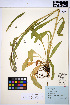  ( - HERB0091)  @11 [ ] CreativeCommons - Attribution Non-Commercial Share-Alike (2013) Unspecified UBC Herbarium