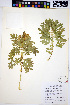  ( - HERB0259)  @11 [ ] CreativeCommons - Attribution Non-Commercial Share-Alike (2013) Unspecified UBC Herbarium